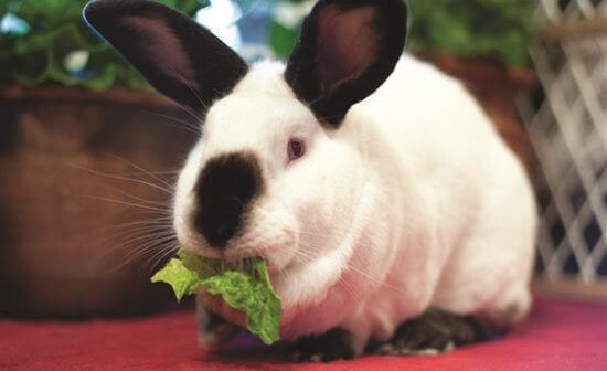 Start a New Easter Tradition