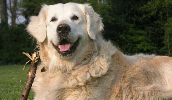 How Can You Tell a Canine From a Primate?
