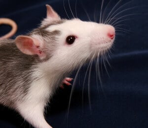 Cute Rat