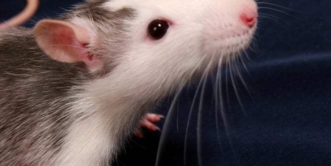 8 Expert Quotes Admitting That Testing on Animals Is Unreliable
