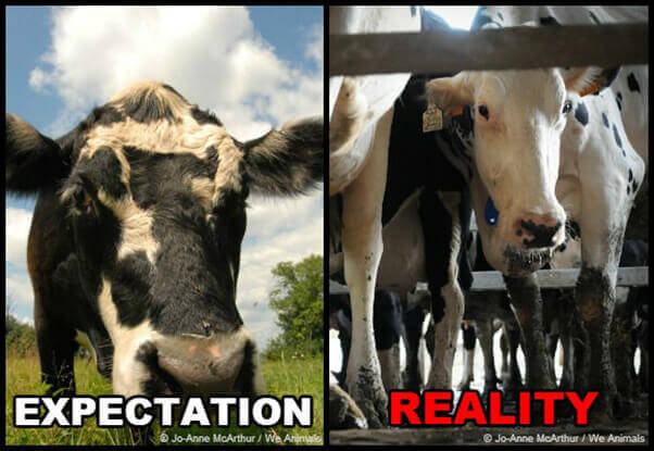 expectation-reality