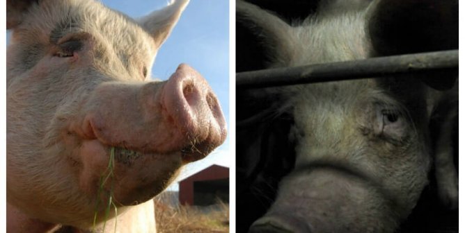 Expectation vs. Reality: Factory Farms