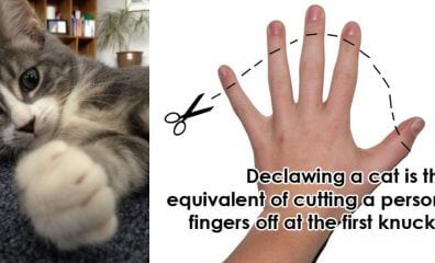 reasons never declaw cats 1