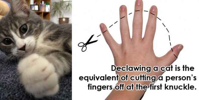 reasons never declaw cats