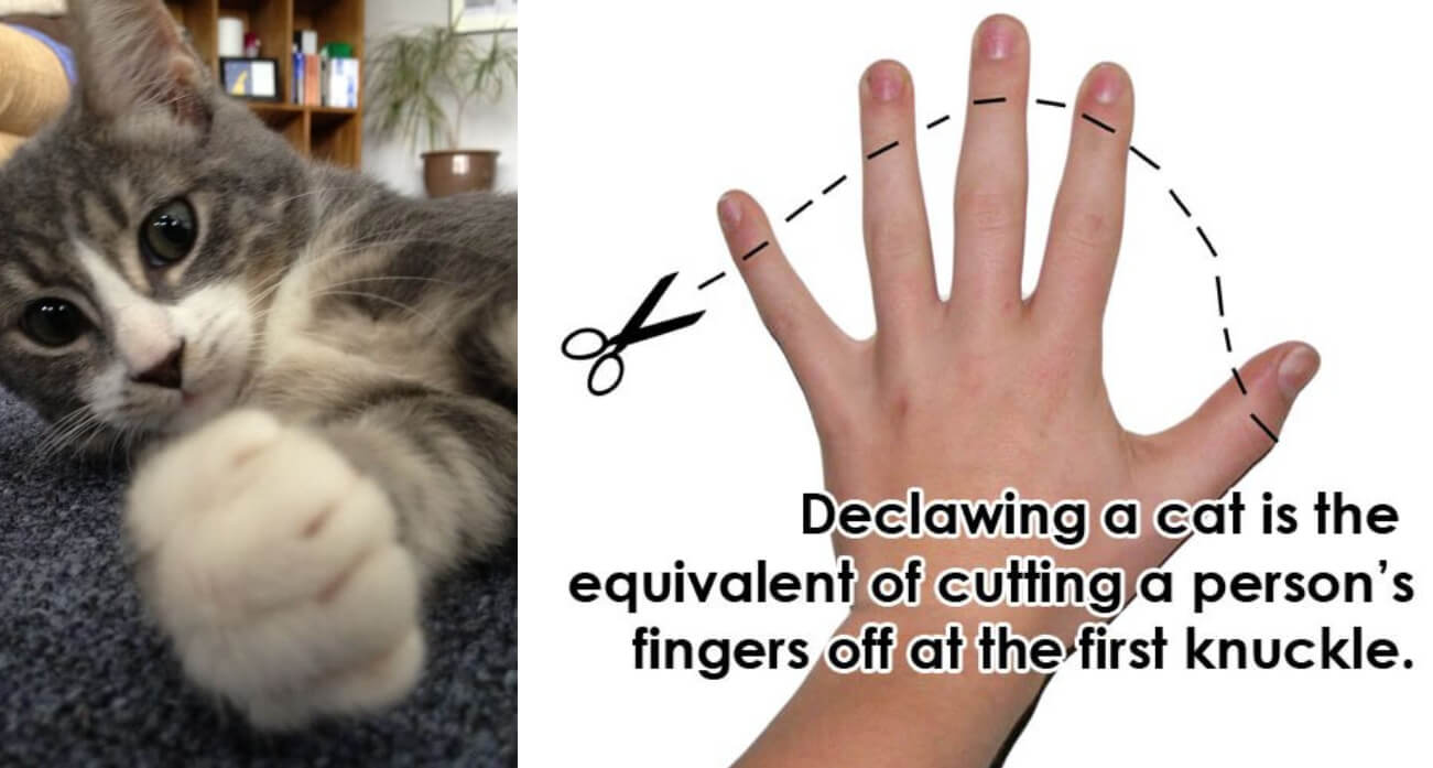 8 Reasons Why You Should Never Declaw Your Cats | PETA