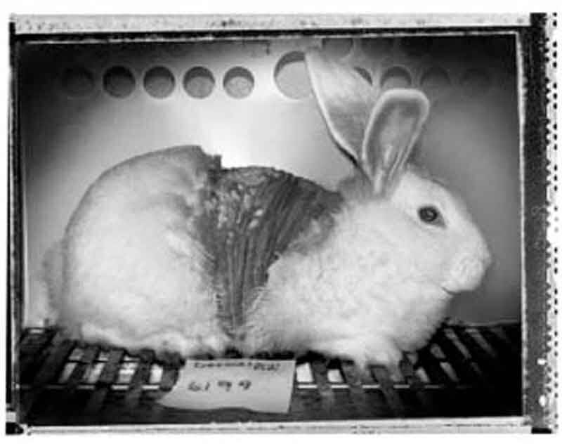 Are There Any Benefits to Animal Testing? Get the Facts | PETA