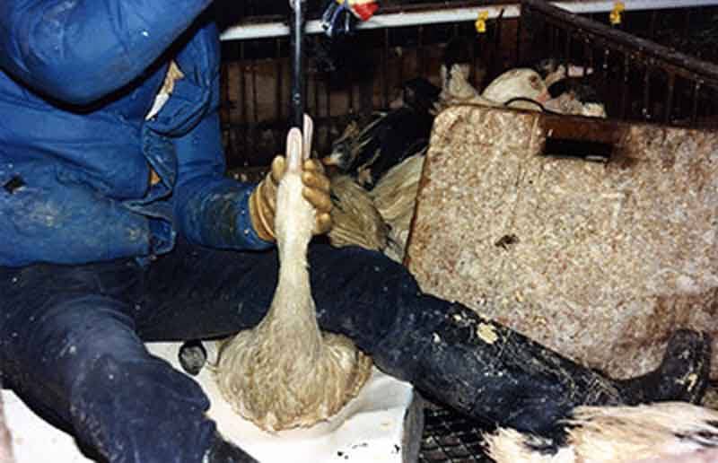 1992 – Foie Gras Investigation
