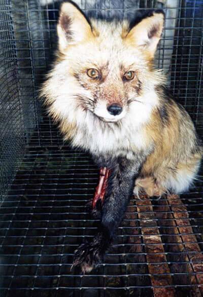 PETA's Milestones | PETA