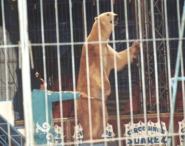2002 polar bear