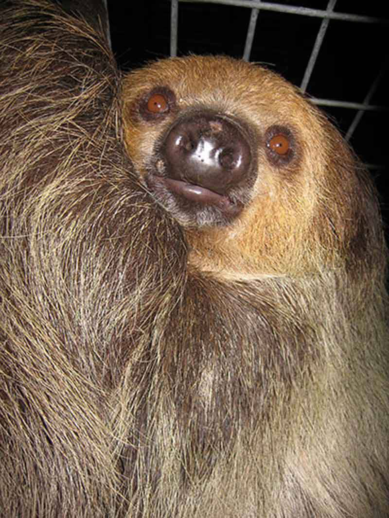 2009 – U.S. Global Exotics