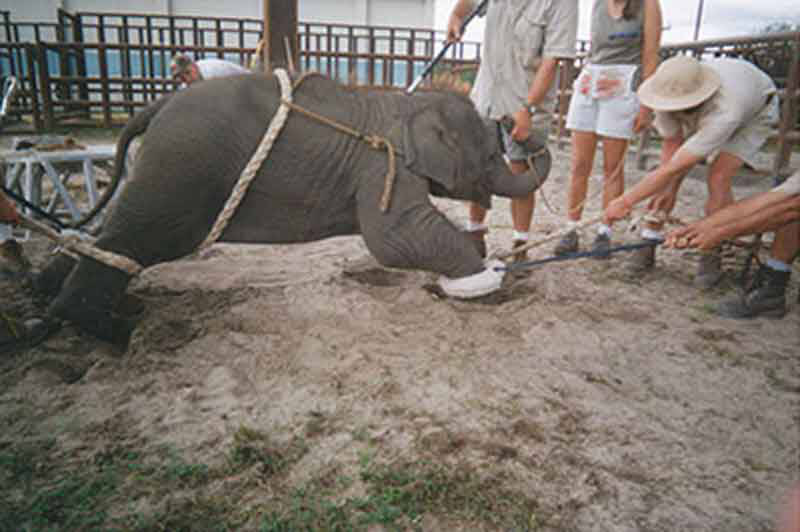 2011 – Ringling Bros’ Whistleblower