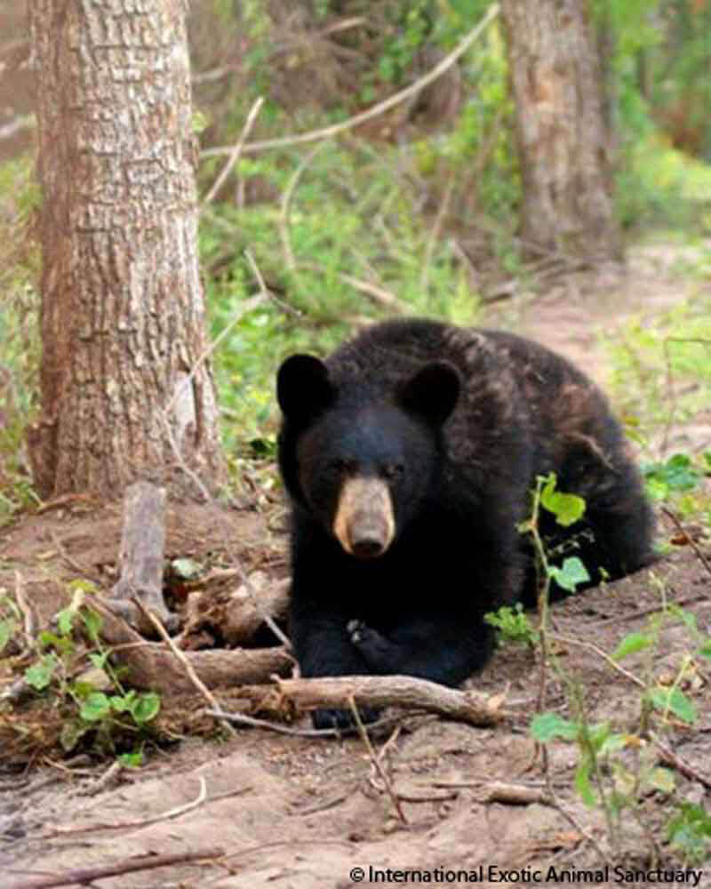 2013 – Chief Saunooke Bear Park