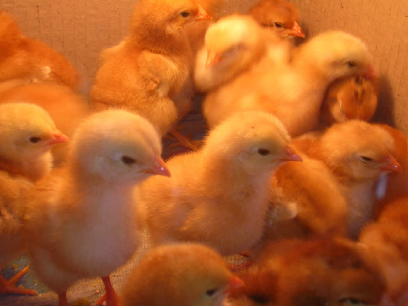 Male Chicks Deemed Useless by the Egg Industry PETA