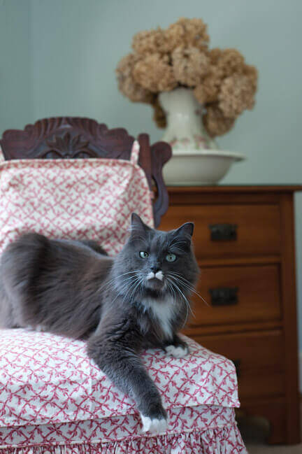 Picking the Perfect Cat-Sitter