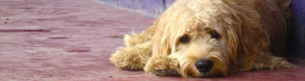 Sad-looking shaggy dog lying in front of purple wall