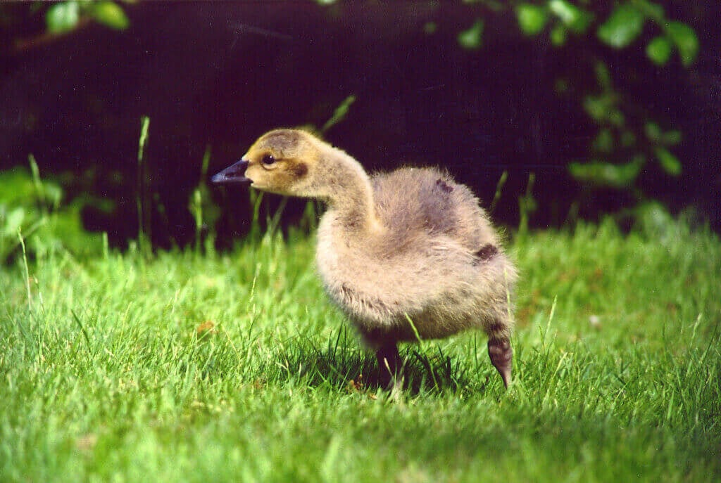 happy-goose