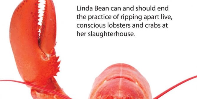 Linda ‘Mean’ Maims Lobsters and Crabs—See What’s Being Done About It!
