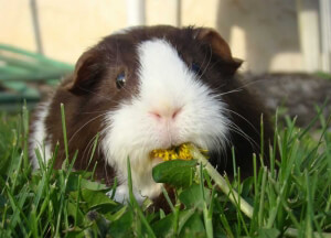 Guinea Pig Eating Flower