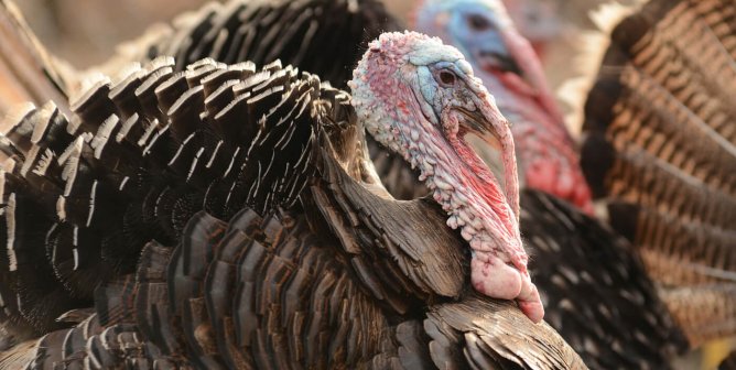 Top 10 Reasons Not to Eat Turkeys