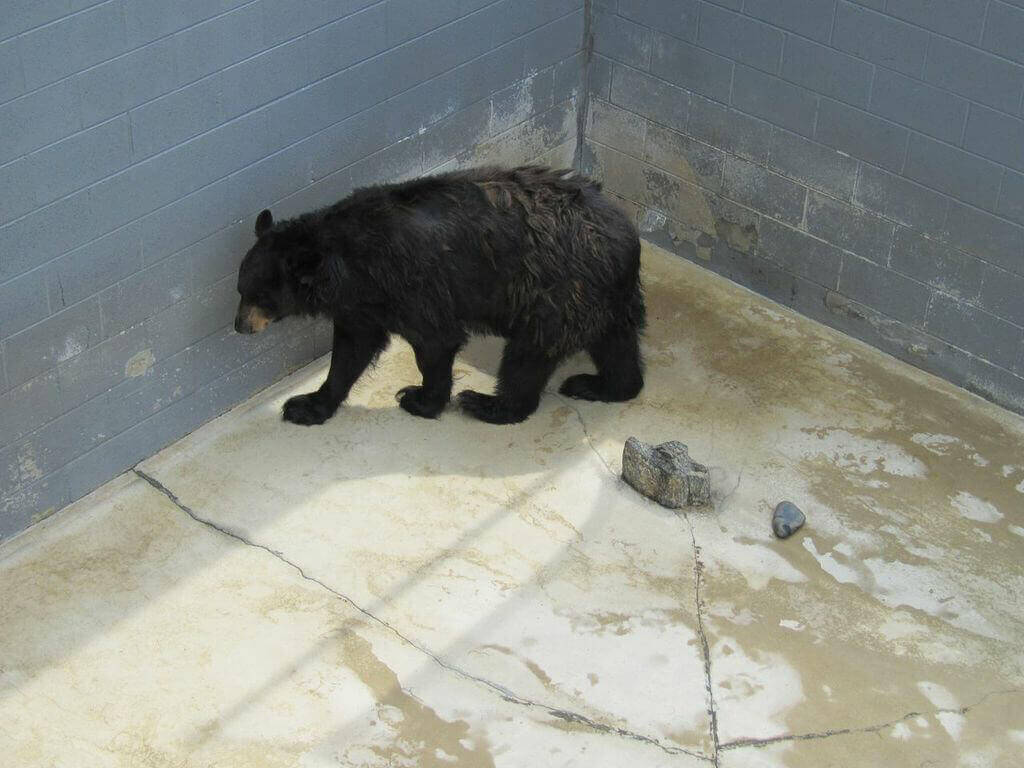 Cherokee Bear at Cherokee Bear Zoo