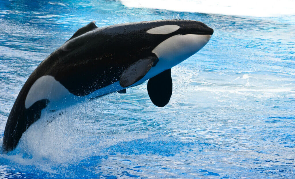 Jumping Orca