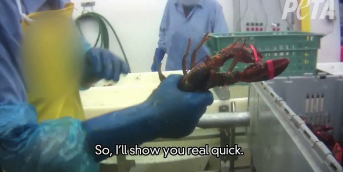 13 GIFs That Will Destroy What You Know About ‘Seafood’