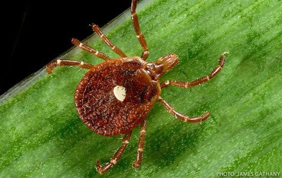 PETA Set to Release Meat-Allergy–Inducing Ticks in Northeastern U.S. | PETA