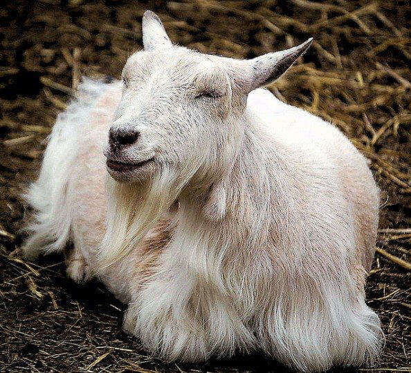 The 15 Happiest Animals Ever—RANKED! | PETA The 15 Happiest Animals Ever—RANKED! | PETA