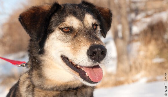 December’s Rescue of the Month (Photos)