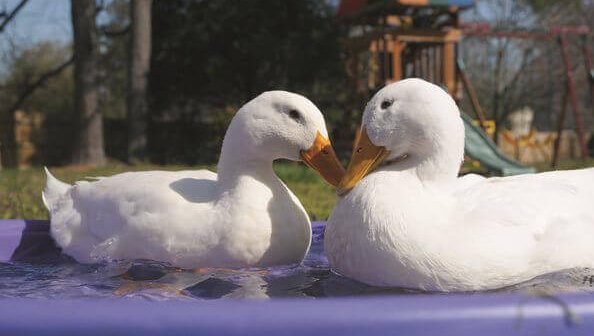 Foie Gras Doesn’t Fly on American