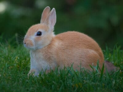 Bunny Examples 5 Ways to Be Kind to Bunnies This Easter | PETA