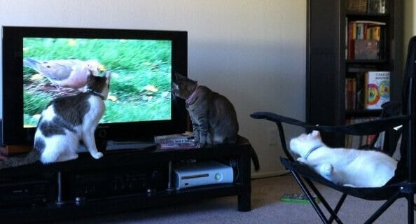 Cats watching TV