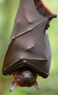 A fruit bat hanging upside down