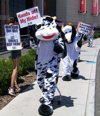 Cows Invade Vegas