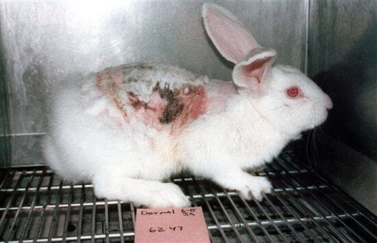 Buyer Beware! Companies Misleading Consumers on Animal Testing | PETA