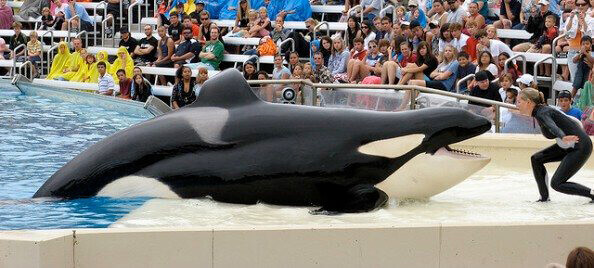 Tilikum kills dawn