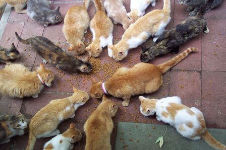 Hard to Trap Stray, Feral, or Outdoor Cats - Cats in Action