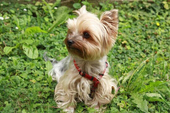 how old does a puppy have to be to use an invisible fence