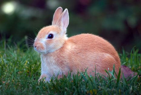 Hop, Don't Walk, to See 'Hop' | PETA Hop, Don't Walk, to See 'Hop' | PETA