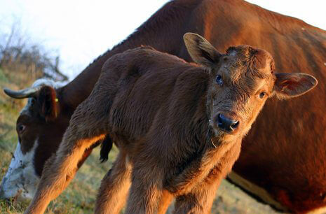 0842.Cow_5F00_Calf_5F00_465.jpg