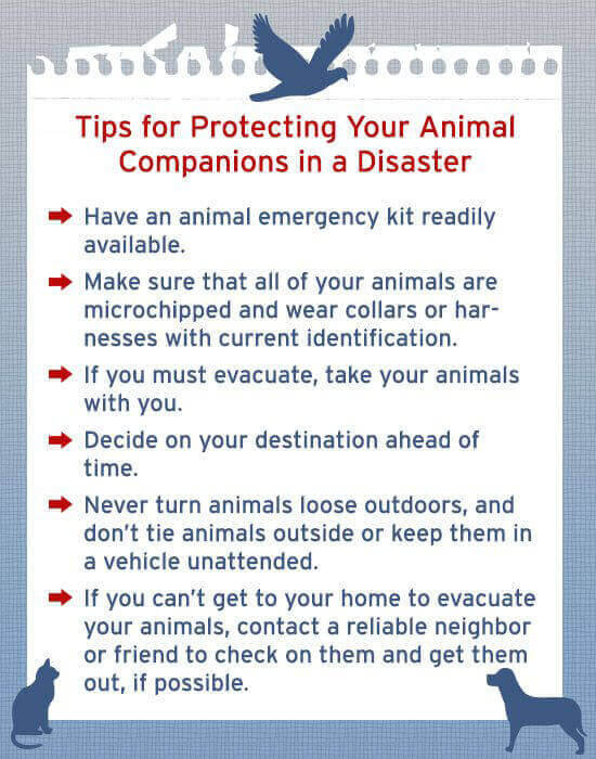 How to Help Animals During Natural Disasters | PETA