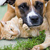 More Info on Companion Animals