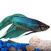 Betta Fish | PETA