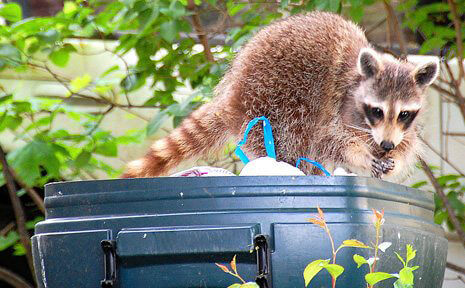 Littering: Teach Students About Its Dangers to Animals