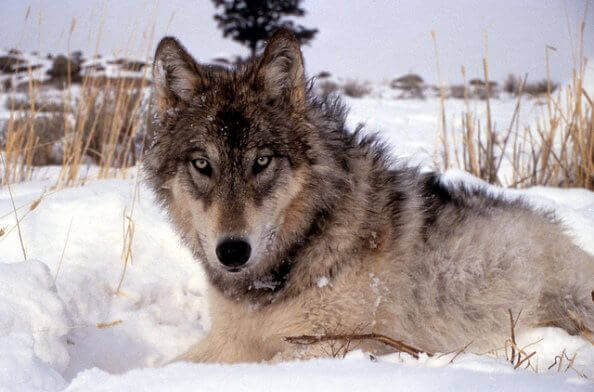 Hunters Use Trapped Wolf for Target Practice | PETA