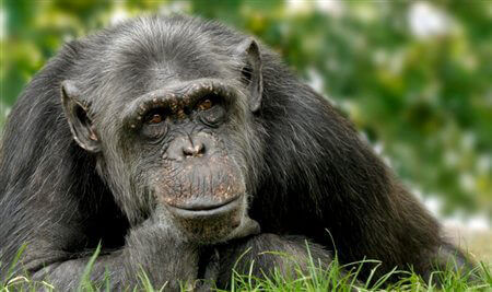 NIH Suspends Funding for Chimpanzee Experiments