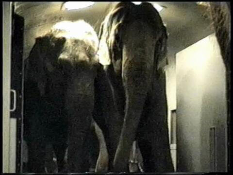 Ringling Brothers Cruelty | PETA Ringling Brothers Cruelty | PETA