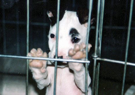 How to Create a Canine Time Bomb | PETA How to Create a Canine Time Bomb | PETA