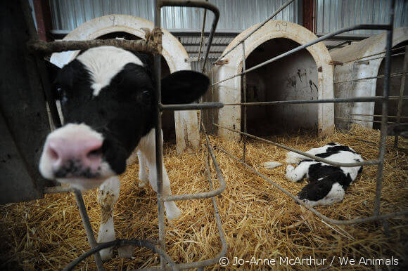 photo of a cow, enclosed in iron bars stands, standing next to her dead calf