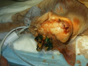 orange cat with clusters of metal protruding from their head